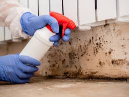 Best Mold Damage Restoration  in South St Paul, MN